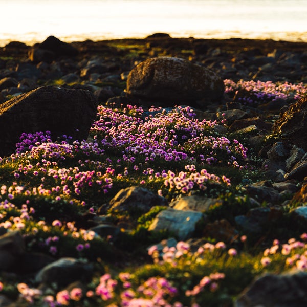 Rosa Steingartenblumen blühen zwischen großen dunklen Steinen in einer hellen, sonnendurchfluteten Küstenlandschaft.