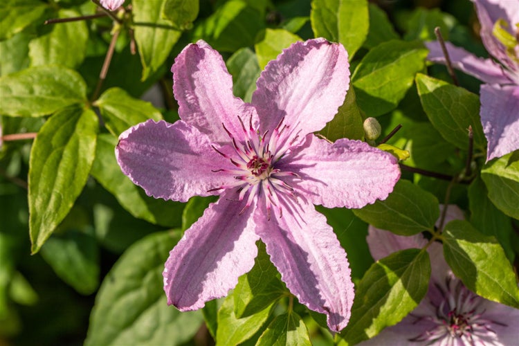 Clematis Hybride 'Hagley Hybrid', Waldrebe, rosa Blüten, 100–150 cm