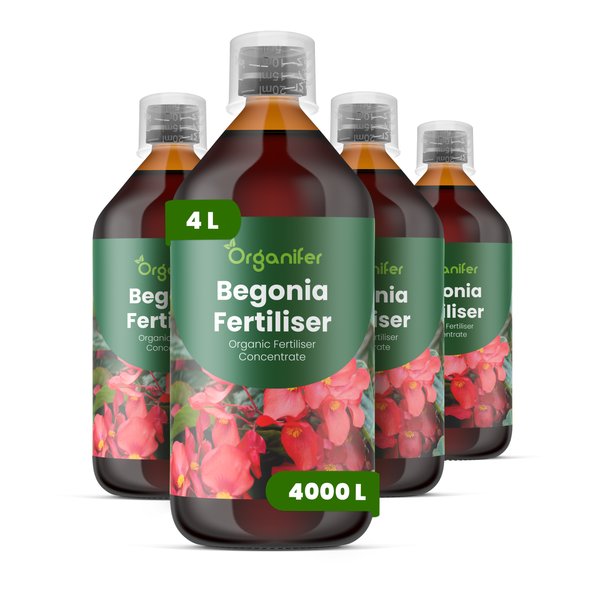 Organifer Begoniendünger, organisches Konzentrat, 4 Liter in vier Flaschen, für 4000 Liter Gießwasser.