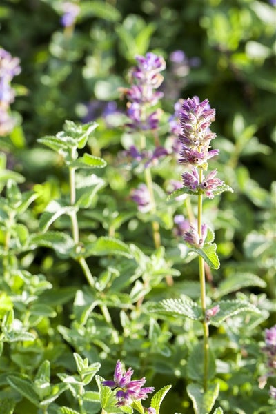 Nepeta x faassenii 'Senior', Katzenminze, blauviolett, ca. 9x9 cm Topf
