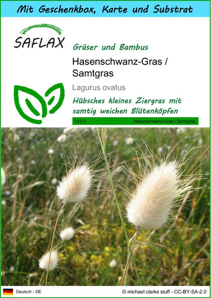 SAFLAX Geschenk Set - Hasenschwanz-Gras / Samtgras - Lagurus ovatus - 100 Samen - Mit Geschenkbox, Versandaufkleber, Geschenkkarte und Anzuchtsubstrat