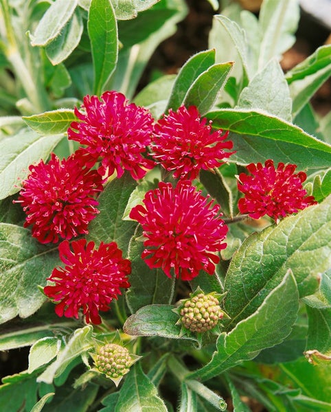 Knautia macedonica, Purpur-Witwenblume, purpurrot, ca. 9x9 cm Topf