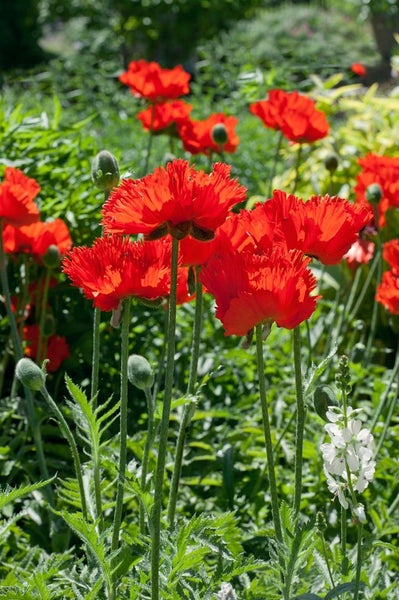 Papaver orientale 'Rembrandt', Türkischer Mohn, rot, ca. 9x9 cm Topf