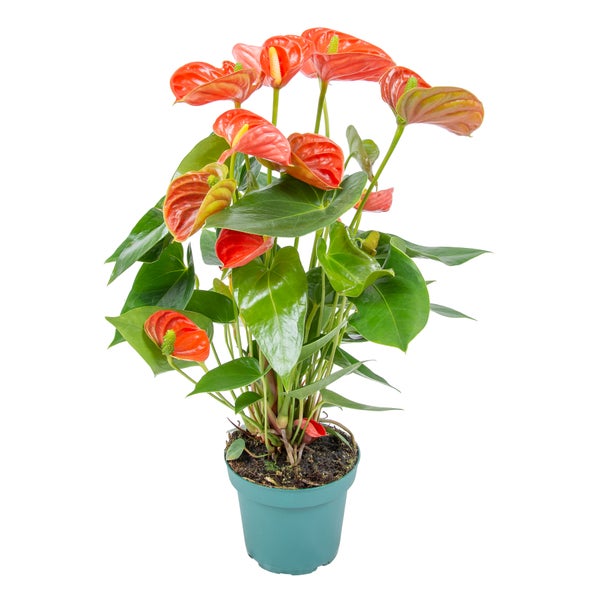 Anthurium 'Aristo' Orange - Flamingopflanze - Zimmerpflanze - Pflegeleicht - ⌀14 cm - ↕45-55 cm