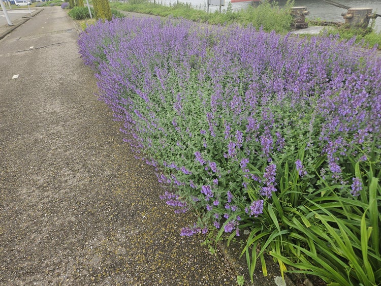 Großflächige Bepflanzung mit blühender Katzenminze (Nepeta) als Bodendecker neben einem Gehweg.