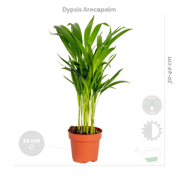 Bloomique - 4er-Mix - Robuste Zimmerpflanzen - Dracaena, Dypsis, Clusia, Chamaedorea - Luftreinigend - 20-40 cm Hoch - Topf 12 cm