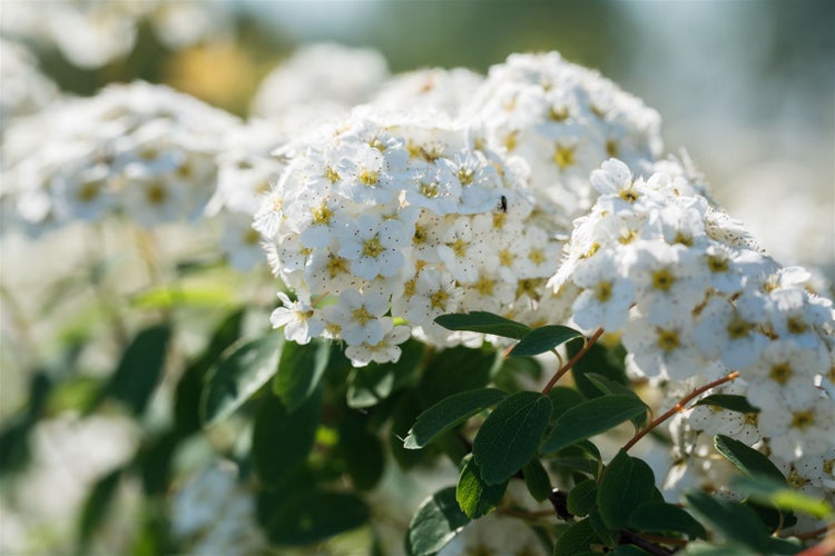 Spiraea vanhouttei, Prachtspiere, weiß, 60–80 cm