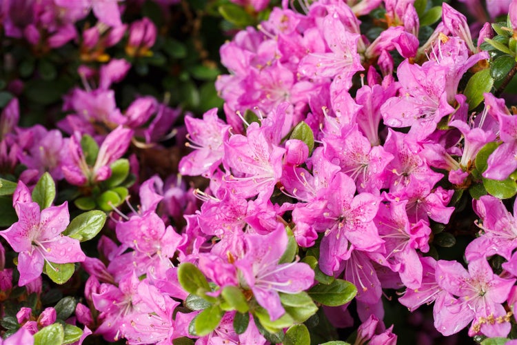 Rhododendron obt. 'Diamant Enzianblau', enzianblau, 15–20 cm
