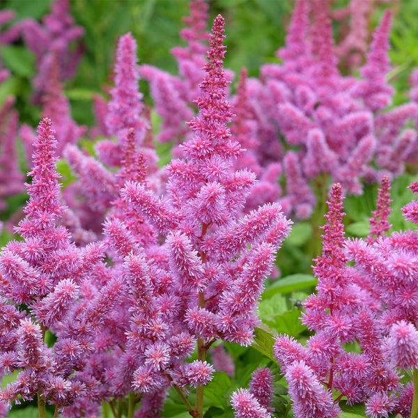 Nahaufnahme einer rosa blühenden Prachtspiere mit fedrigen Blütenrispen.