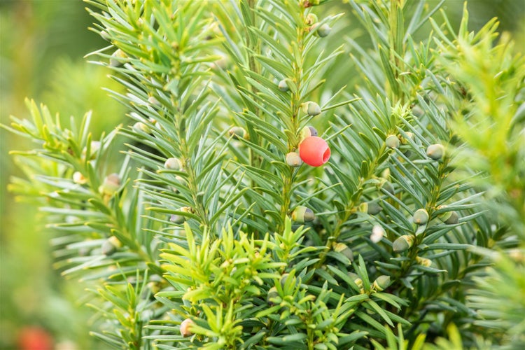 Taxus media 'Hicksii', Säuleneibe, immergrün, 30–40 cm