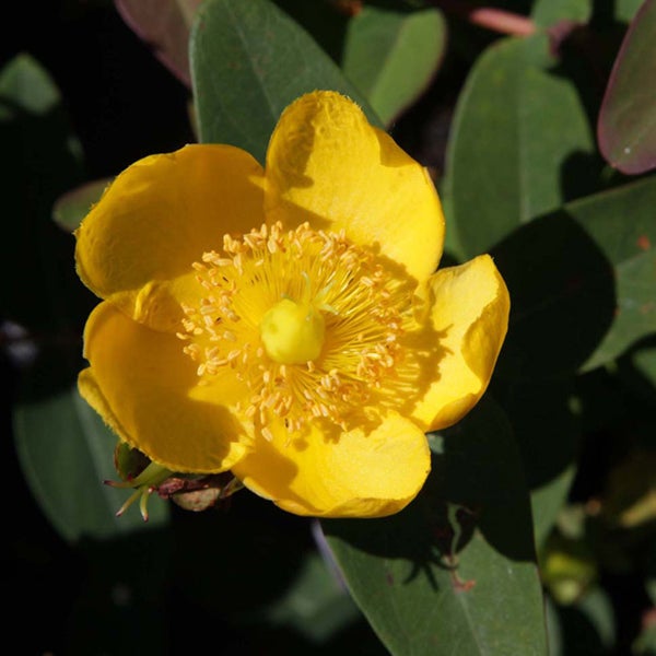 Gelbe Hypericum-Blüte mit grünen Blättern