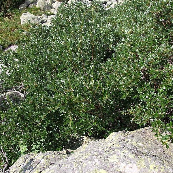 Bild eines Grünen Kriechstrauchs auf Felsen