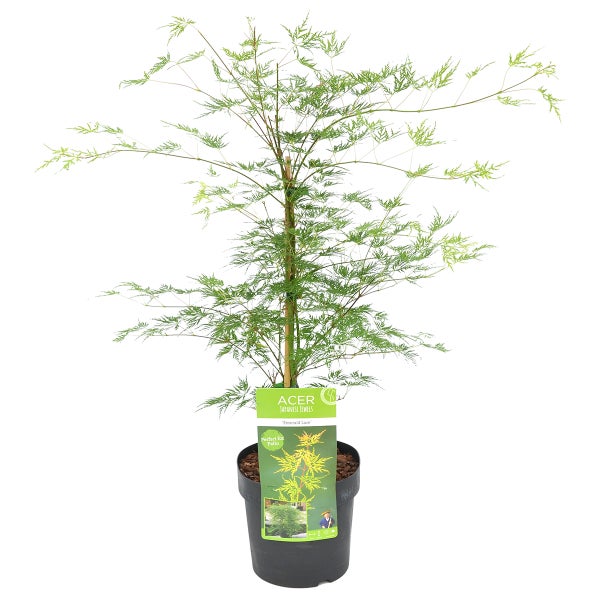 Acer palmatum 'Emerald Lace' – Japanischer Ahorn – Strauch – Winterheart – ⌀19 cm – ↕60-70 cm