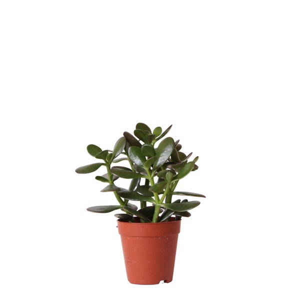 Kolibri Greens Grünpflanze Sukkulente Crassula Ovata Topfgröße 9cm grüne Zimmerpflanze frisch aus der Gärtnerei