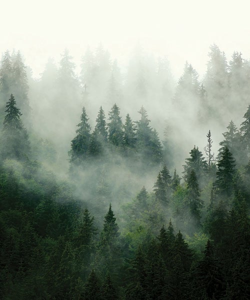Dichter Wald mit Nebel