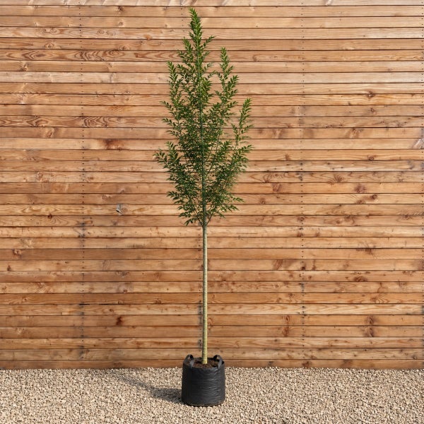 Ein hoher säulenförmiger Baum in einem schwarzen Pflanzgefäß vor einer Holzfassade.