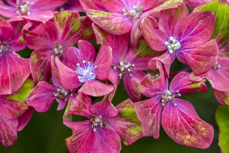 Hydrangea mac. 'Saxon® Schloß Wackerbarth'®, rosa, 30–40 cm