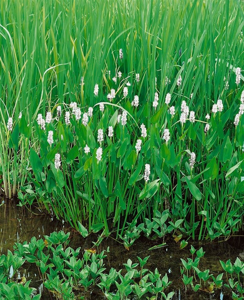 Pontederia cordata 'Alba', Wasserhyazinthe, weiß, ca. 9x9 cm Topf