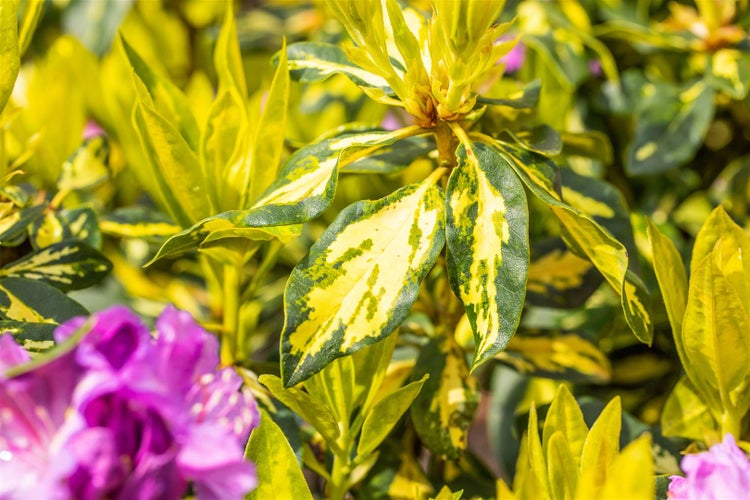 Rhododendron Hybr. 'Goldflimmer', gelb-grün panaschiert, 40–50 cm