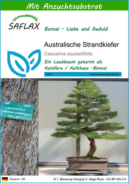 SAFLAX  - Australische Strandkiefer - Casuarina equisetifolia - 200 Samen - Mit keimfreiem Anzuchtsubstrat