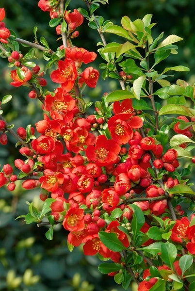 Blütenstrauch mit roten Blüten und grünen Blättern