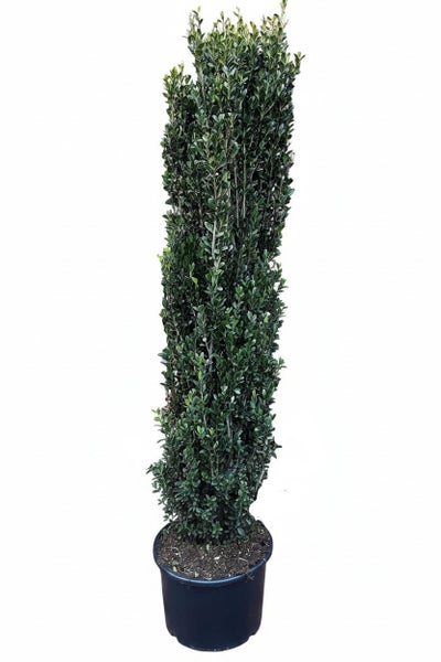 Säulenbuxus im Pflanztopf als immergrüne Gartenpflanze