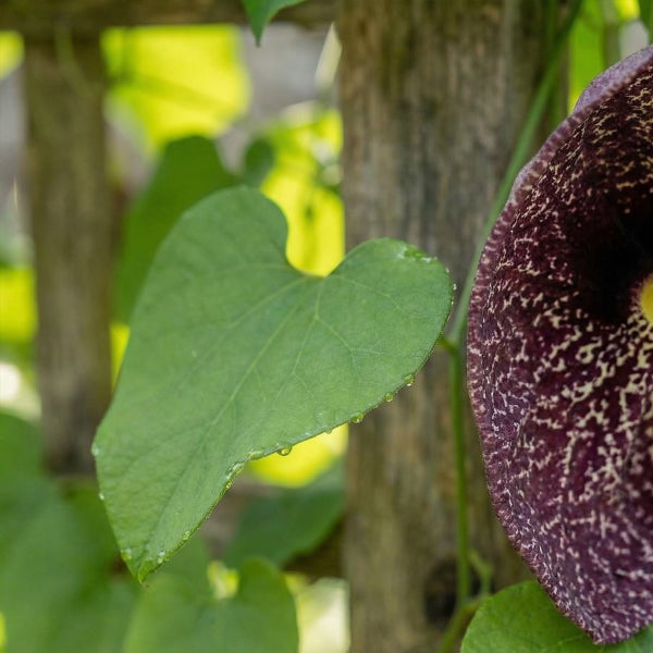 Herzförmiges Blatt und dunkle, gesprenkelte Blüte der Gespensterpflanze Aristolochia littoralis.