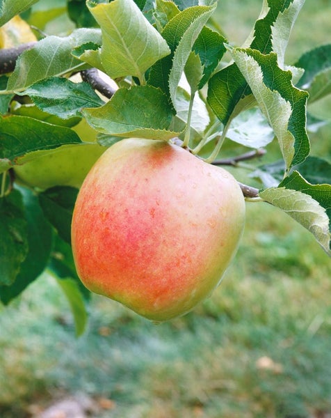 Malus domestica 'Mutsu', Apfelbaum, grün-gelb, 150–200 cm