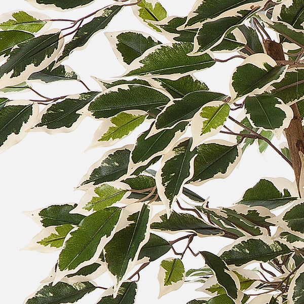 Künstliche Birkenfeige Ficus Benjamina mit grün-weißen Blättern im schwarzen Kunststofftopf.