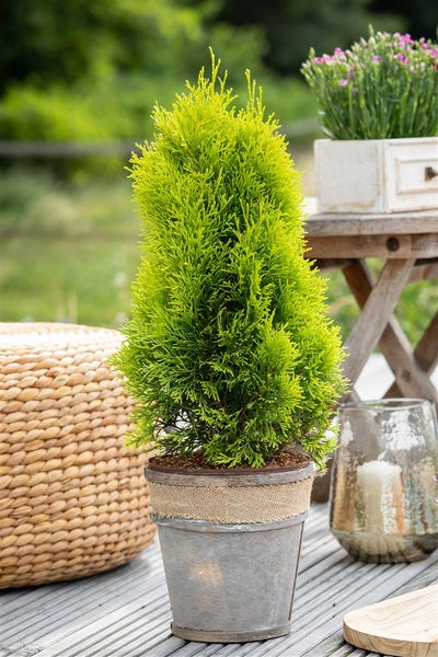 Thuja occidentalis 'Golden Smaragd', Lebensbaum, goldgrün, 60–80 cm
