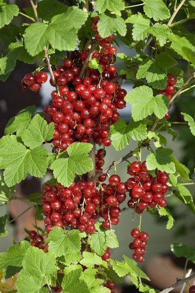 Ribes rubrum 'Jonkheer van Tets', Rote Johannisbeere, 60 cm Stammhöhe