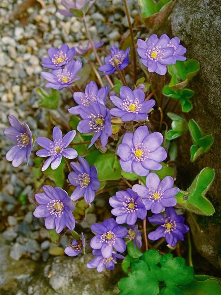 Hepatica nobilis, Leberblümchen, ca. 9x9 cm Topf, blau blühend