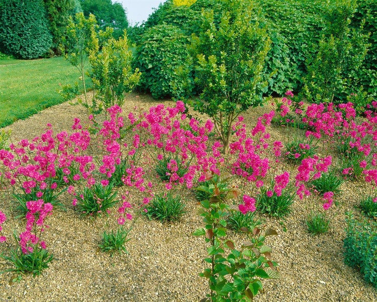 Pinkfarbene Pechnelken blühen in einem Gartenbeet mit hellem Kiesmulch vor grünen Sträuchern.