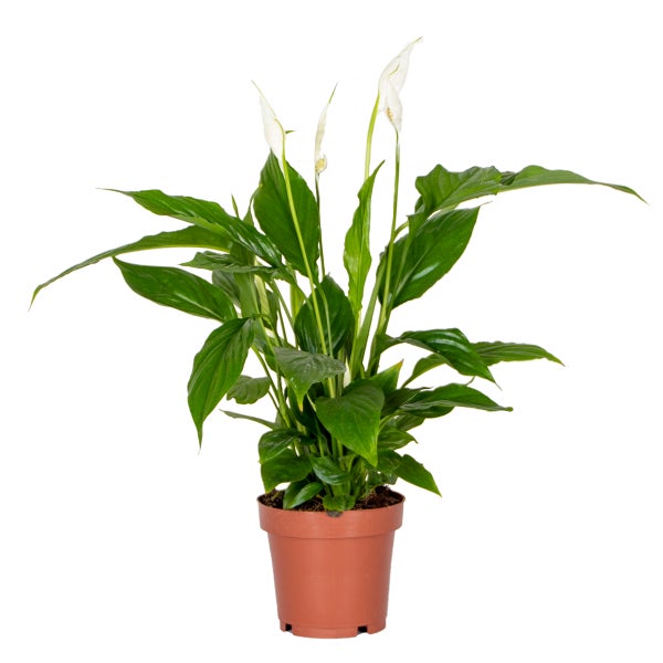 Spathiphyllum 'Torelli' - Friedenslilie - Zimmerpflanze - Deodorant – ⌀12 cm - ↕35-45 cm