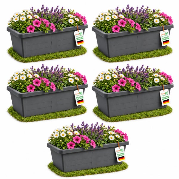 Fünf rechteckige Blumenkästen aus Kunststoff bepflanzt mit Gänseblümchen und Lavendel.