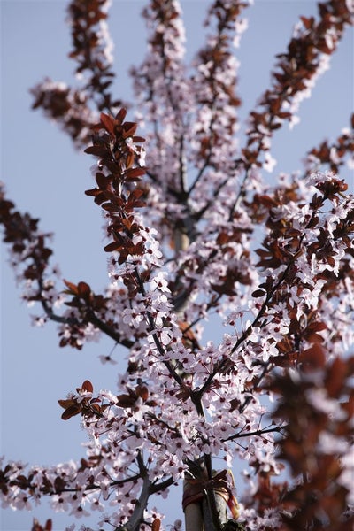 Prunus cerasifera 'Nigra', Blutpflaume, dunkelrot, 100–125 cm