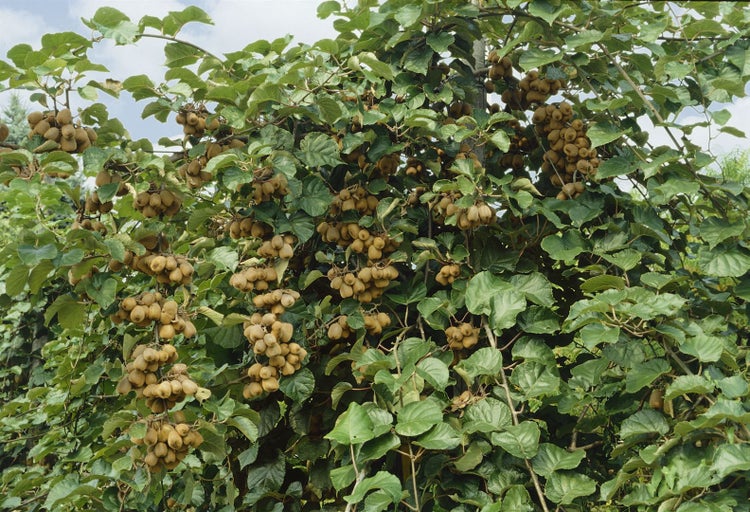 Actinidia chinensis 'Boskoop', Kiwi, 40–60 cm