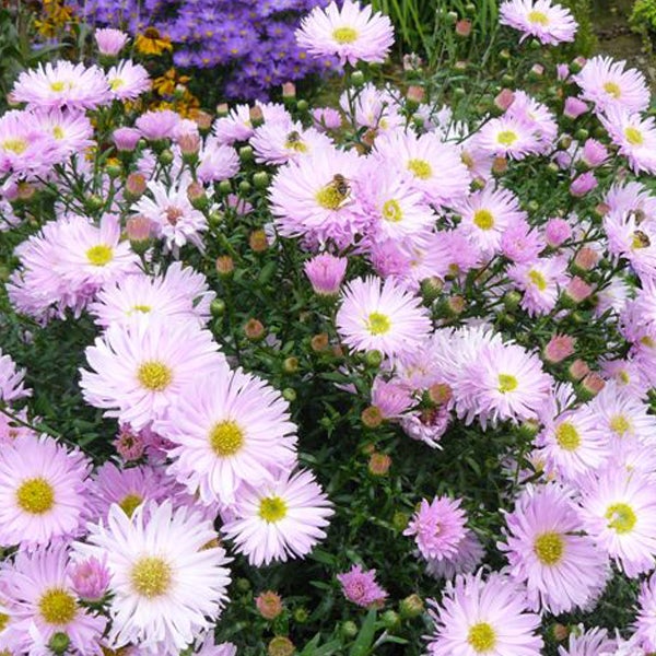 Nahaufnahme von blühenden Raublattastern im Garten.