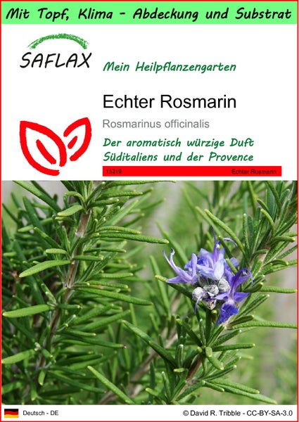 SAFLAX Garden to go - Echter Rosmarin - Rosmarinus officinalis - 100 Samen - Mit Topf, Klima - Deckel und Anzuchtsubstrat