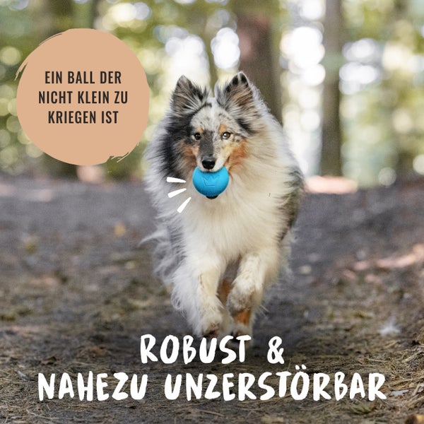 Hund mit robustem Spielball im Maul im Freien