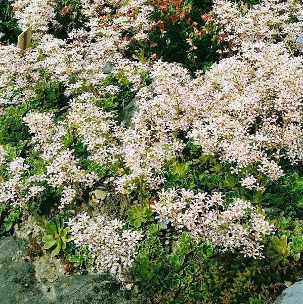 Saxifraga cotyledon 'Southside Seedling', Steinbrech, ca. 9x9 cm Topf