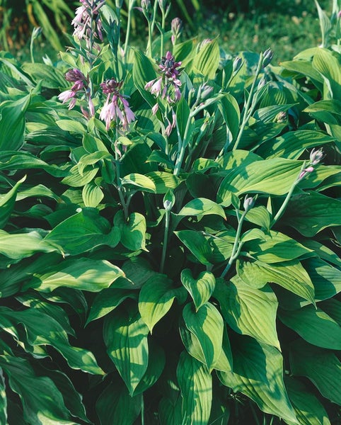 Hosta x fortunei 'Hyacinthina', Funkie, grünblättrig, ca. 11x11 cm Topf