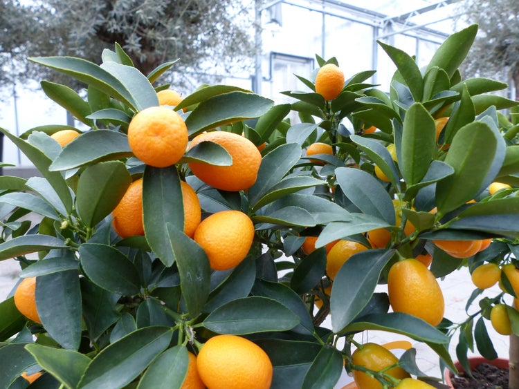 Kumquat Zwergorange Fortunella margarita Citrus Zitrus 60 - 80 cm Zitruspflanze Baum Pflanze