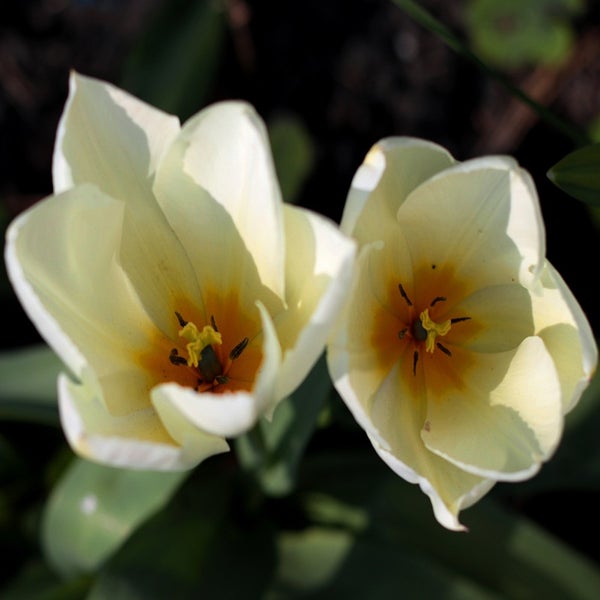 Eine einzelne, geöffnete Tulpenblüte in Nahaufnahme mit sichtbarem Stempel und Staubgefäßen.