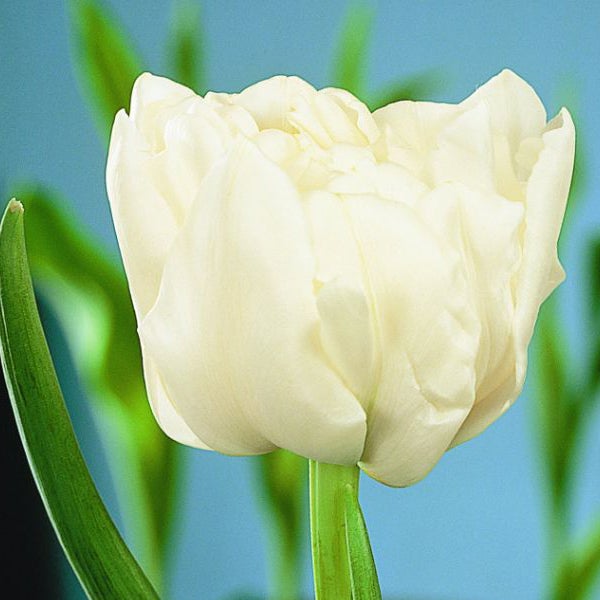 Nahaufnahme einer gefüllten Tulpe