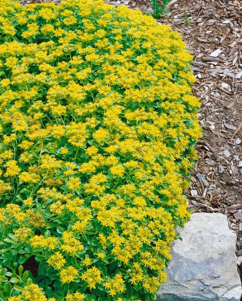 Sedum kamtschaticum var. ellacombianum, gelb, ca. 9x9 cm Topf