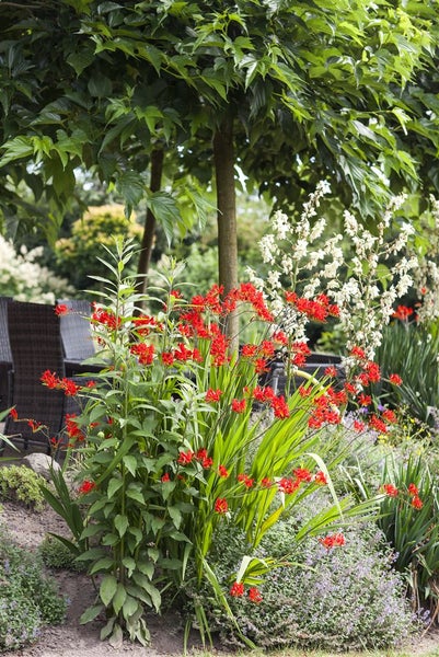 Crocosmia x crocosmiiflora 'Lucifer', Montbretie, leuchtend rot, ca. 11x11 cm Topf