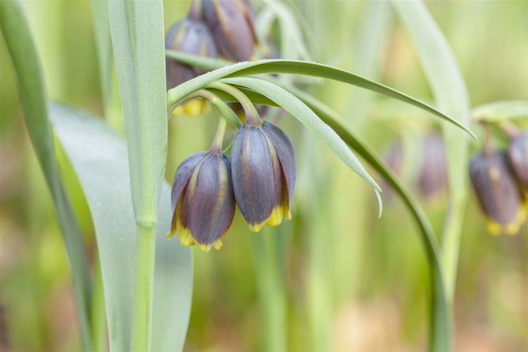 Fritillaria michailowskyi, Schachblume, gelb-braun, ca. 9x9 cm Topf