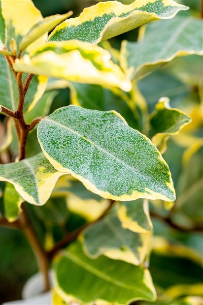 Elaeagnus ebbingei 'Limelight', silberbunt, 40–60 cm