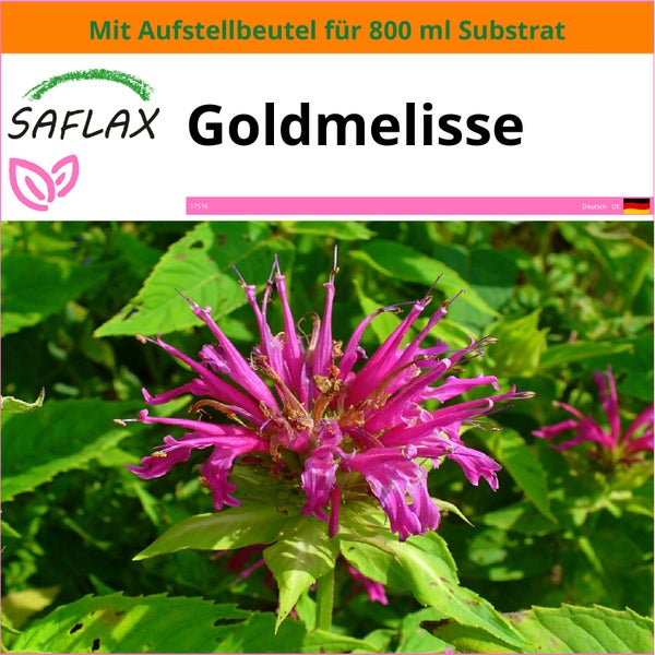 SAFLAX Garden in the bag - Goldmelisse - Monarda didyma - 20 Samen - Mit Anzuchtsubstrat im praktischen, selbst aufstellenden Beutel